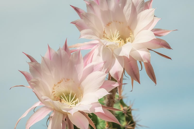 Cacti