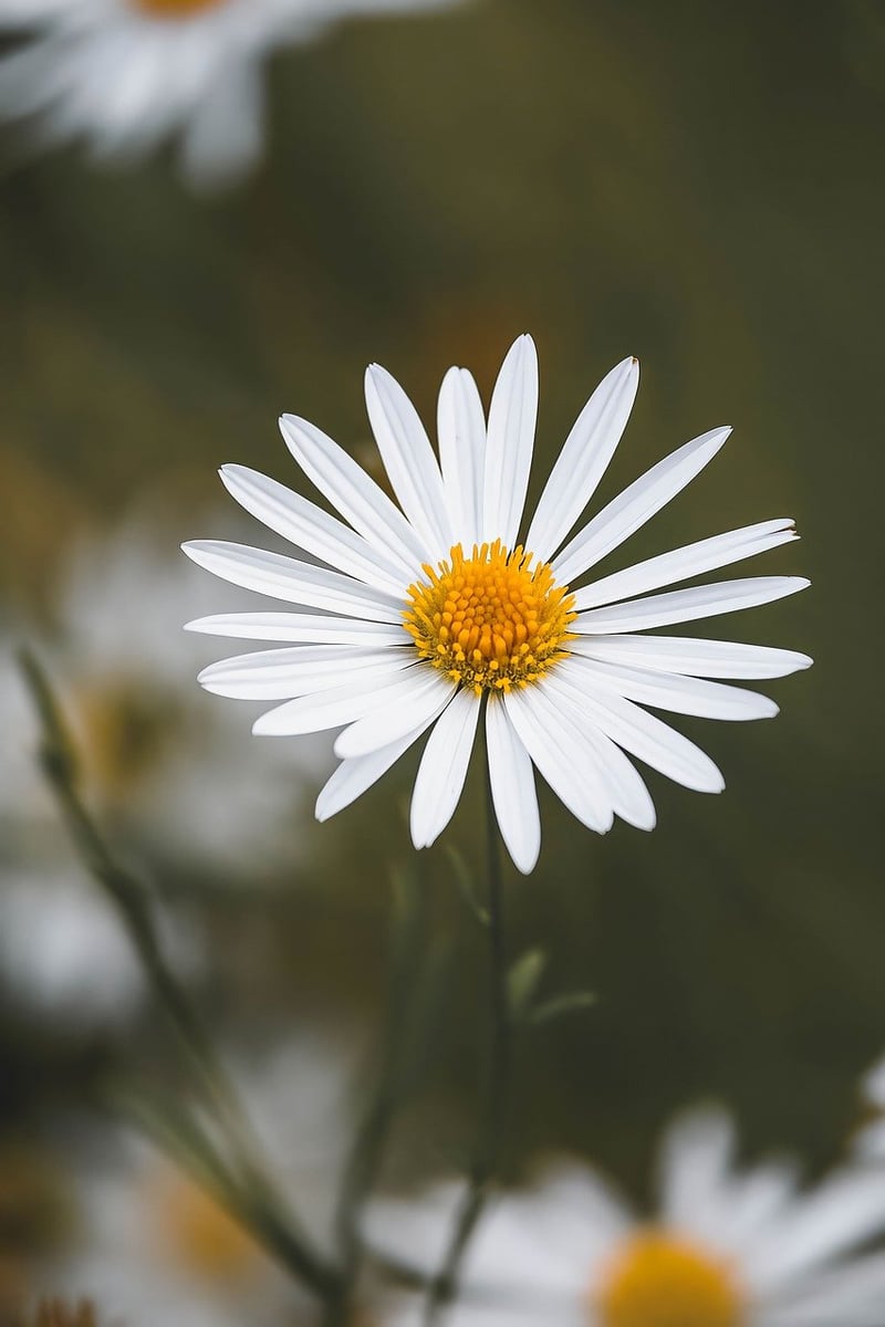 Flowering Plants